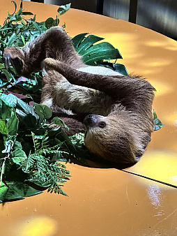 画像集 No.024のサムネイル画像 / マフィア梶田の二次元が来い!:第592回「沖縄で白猫とゴルフをするために手術箇所を増やした男」