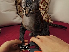 ペット用ホテル経営シム「Pets Hotel」が発表。愛らしい犬や猫,カメまで登場するトレイラーも公開