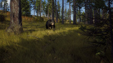 画像集#004のサムネイル/ハンティングゲーム「Way of the Hunter」，動物紹介トレイラー第2弾を公開。美しい自然の中で暮らすアカシカやシャモアなどの姿が確認できる