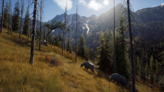 画像集#007のサムネイル/ハンティングゲーム「Way of the Hunter」，動物紹介トレイラー第2弾を公開。美しい自然の中で暮らすアカシカやシャモアなどの姿が確認できる