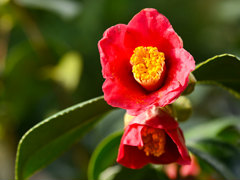 「“薔薇”と“椿”」がおビンタのお花ですって? お上品な花々の由緒正しきを知るべく,オザキフラワーパークにやってきましたわ