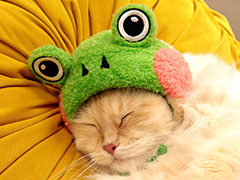「Little Kitty, Big City」Nintendo Switchパッケージ版の予約を受付中。デラックスエディションには猫用の“蛙の帽子”を封入