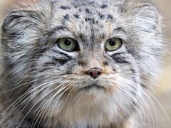 世界最古の猫,マヌルネコさんの「Path of the Abyss」レビュー。えーあい!Steam広場