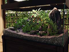 岩や植物を自分で採集して理想の水槽を作るゲーム「Aquascapers」,日本語に対応。SNSでの反響を受けて翻訳を実施