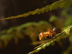 超リアル蟻シム「蟻の帝国-Empire of the Ants」,ローンチトレイラーを公開。蟻のコロニーを率いて,さまざまな難関を乗り越えていこう!