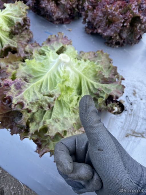 ꡼ No.016Υͥ / 郎ꥢȤʤΤǡFarming Simulator 25פ˥ץ쥤ƤߤǤܺδ٤Ϥˡ