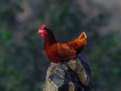 �����Ӽ��Υ˥�ȥ꤬��͸�����ë��ĺ����ܻؤ������󥰤ʥ������Unlucky Chicken�ס�Steam���ۿ�����