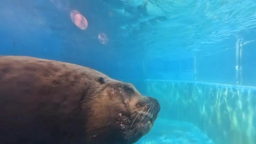 画像ギャラリー No.003のサムネイル画像 / アザラシやタツノオトシゴを好きなだけ観察できる。知育ゲーム「いつでも伊勢シーパラダイス 距離感ゼロの水族館図鑑」Switch向けに11月20日発売