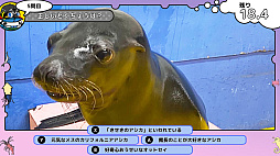 ꡼ No.008Υͥ / ֤ĤǤѥΥο²ۿ޴աסȯ䡣ʪ²ۤˤĤƳؤ٤륲