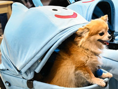 スクエニの犬猫グッズ「SQEX PETs」も9月発売決定! おもしろワンニャンアイテムたくさんの“インターペット2025”